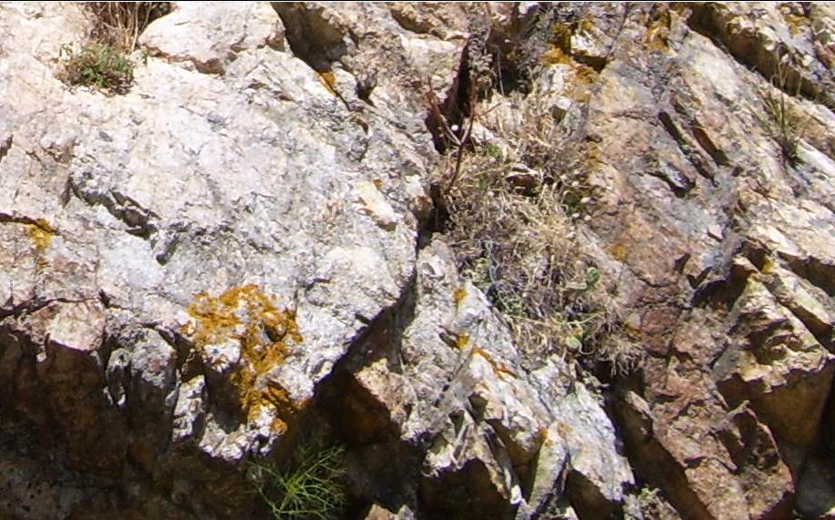 Licheni (?) su roccia